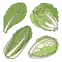 Collection of Lettuce In different perspectives vector