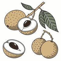Collection set of Longan In different perspectives vector