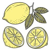 Collection of Lemon In different perspectives vector