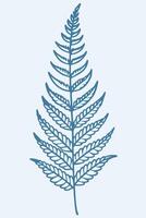 a lush green fern leaf unfurling in the soft morning on a white background vector
