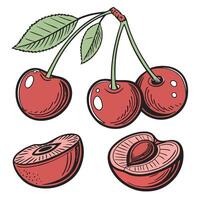 Collection set of Cherry In different perspectives vector