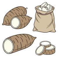 Collection set of Arrowroot In different perspectives vector
