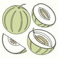 Collection set of Honeydew melon In different perspectives vector