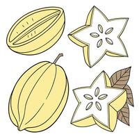 Collection set of Starfruit In different perspectives vector