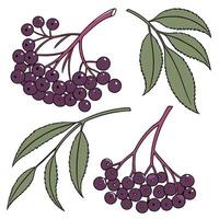 Collection set of Elderberry In different perspectives vector