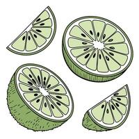 Collection of lime slide In different perspectives vector