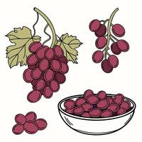 Collection of Grapes In different perspectives vector