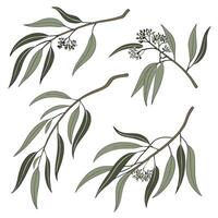 Collection of A single eucalyptus branch In different perspectives vector