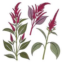 Collection set of Amaranth In different perspectives vector