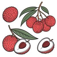 Illustration of, Collection set of Lychee In different perspectives vector