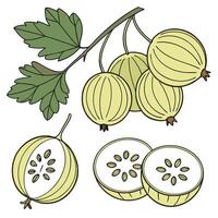 Collection set of Gooseberry In different perspectives vector