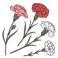 Collection set of Carnation, In different perspectives vector