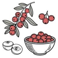 Collection set of Cranberry In different perspectives vector