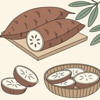 Collection of Yacon In different perspectives vector