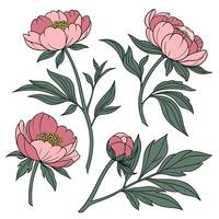 Collection set of Peony In different perspectives vector