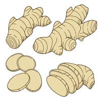 Collection of Ginger In different perspectives vector