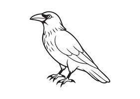 A drawing of a crow with a black outline vector