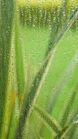 Rain droplets on glass with green plants in background video