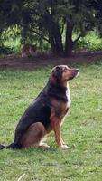Dog sitting calmly in grassy backyard during afternoon video