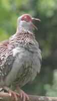 Unique bird perched in a natural setting during daytime video