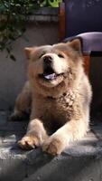 Friendly dog relaxing in sunny outdoor space video