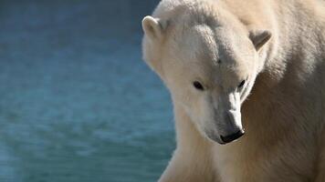 Wild polar bear cub playing by the water in the morning rays at a national park in Alaska video