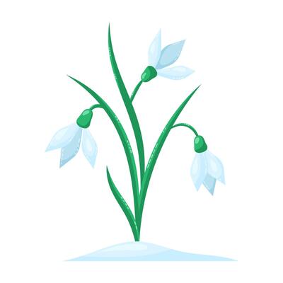 Snowdrops isolated on white background. Spring flowers. Isolated illustration.