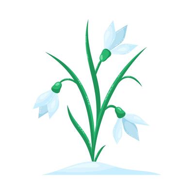Snowdrop isolated on white background. Spring flowers. Isolated illustration.