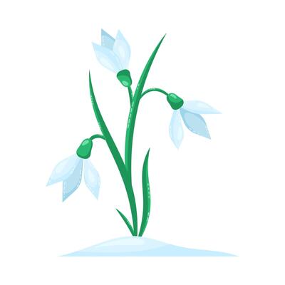 Snowdrops isolated on white background. Spring flower. Isolated illustration.