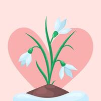 Spring flowers snowdrops grow from the ground in thawed patch. Delicate pink background in the shape of heart. illustration. vector