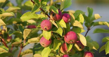 The bunch of red ripe apples on an apple tree in the garden video