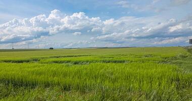 Fast moving clouds over green wheat field on windy early summer day1 video