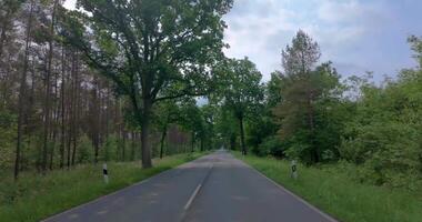 Car ride along straight road through forest in summer1 video