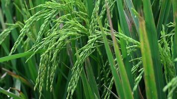 Close up view growing rice plentiful in the fields, selective focus video