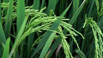 Close up iew growing rice plentiful in the fields video