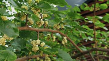 Looks Delicious Sweet Mulberry on Tree video