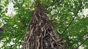 A Very Wide large tree trunk and leaves surrounded by thin branches Like Veins video