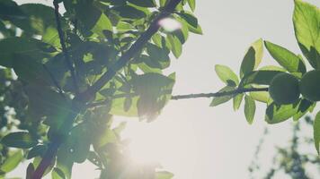 The Sunlight Seeping Through the Branches of a Plum Tree video