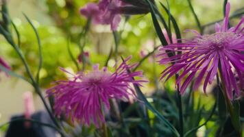 So Beautiful Psephellus pulcherrimus Flowers video