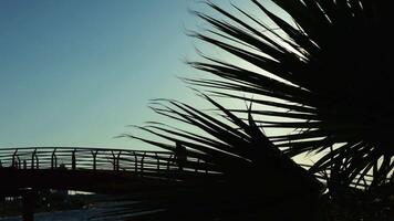 Shiny Sunset Light Seeping Through Tree Leaves and Bridge on Sea video