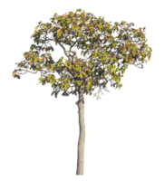 trees isolated on transparent background. Cutout deciduous trees in summer. High quality clipping mask for professional composition. png