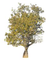tree isolated on transparent background. Cutout deciduous tree in summer. png