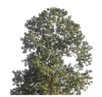 tree isolated on transparent background. single autumn tree isolated on transparent background png