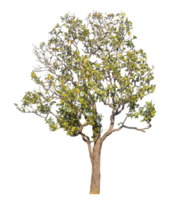 Green tree isolated on transparent background with clipping path,single autumn tree isolated on transparent background png