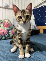 Three color Cat sitting on bed in living room at home,funny kitty enjoying rest at home,persian cat relaxing in decorated room. photo