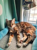 Three color Cat lying on bed in living room at home,funny kitty enjoying rest at home,persian cat relaxing in decorated room. photo