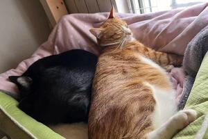 two domestic tabby cat and black cat sleep together on a bed photo