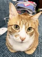 Cute ginger cat lying on the sofa and look at camera close up photo