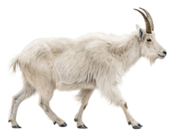 Mountain Goat walking, isolated on a transparent background png