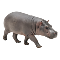 Pygmy Hippopotamus walking isolated on a transparent background png